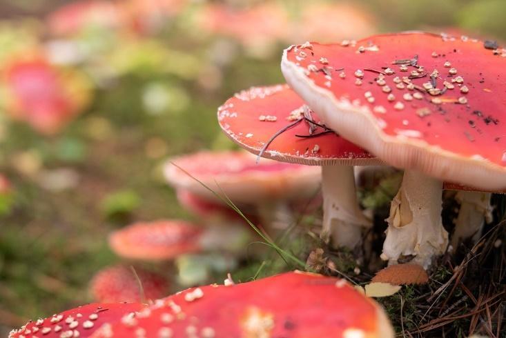 Muscaria Gummies
